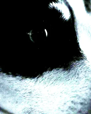 Heart Of A Dog - Play